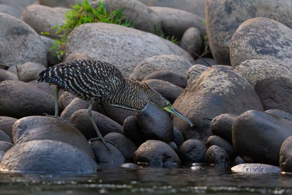 Mexicaanse Tijgerroerdomp