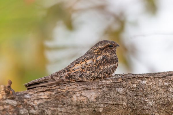 Amerikaanse Nachtzwaluw