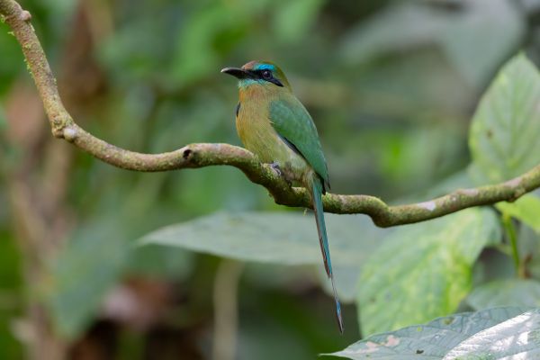 Kielsnavelmotmot