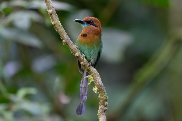 Kielsnavelmotmot