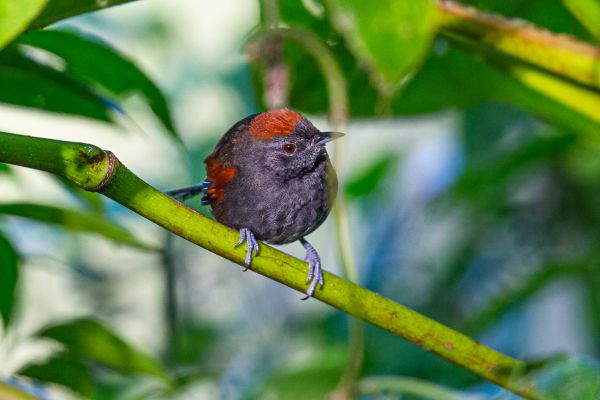 Leikleurige Stekelstaart