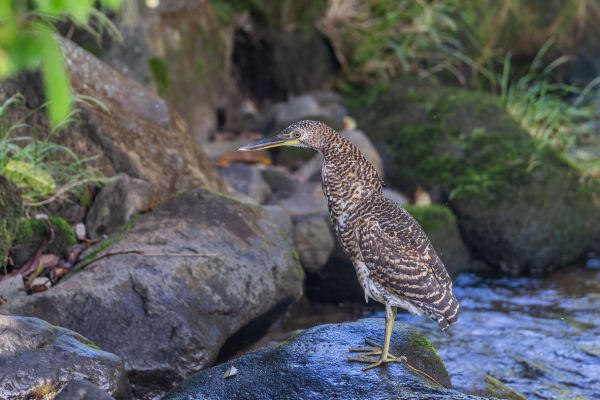Mexicaanse Tijgerroerdomp