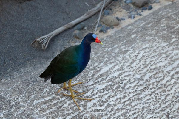 Amerikaans Purperhoen