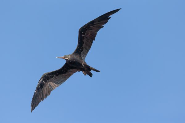 Amerikaanse Fregatvogel