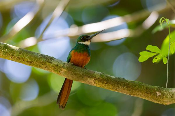 Roodstaartglansvogel