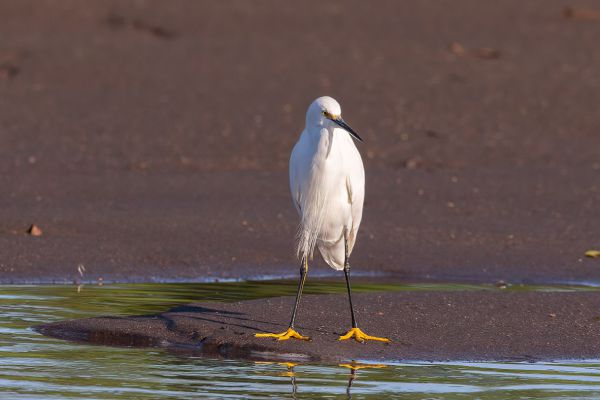 Amerikaanse Kleine Zilverreiger