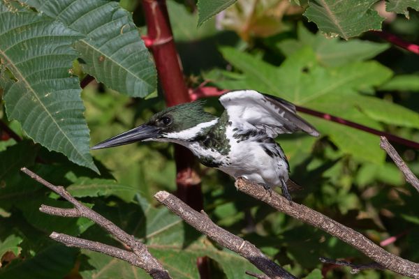 Groene IJsvogel (Female)