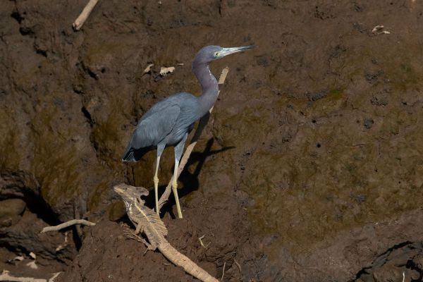 Kleine Blauwe Reiger