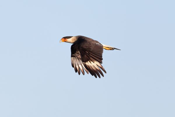 Noordelijke Kuifcaracara