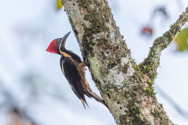 Gestreepte Helmspecht