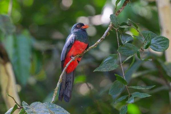 Slaty-tailed Trogon