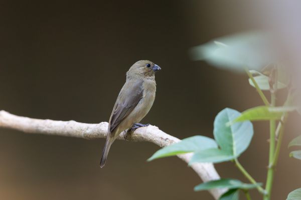 Noordelijk Bont Dikbekje (female)