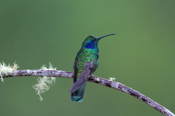 Groene Violetoorkolibrie