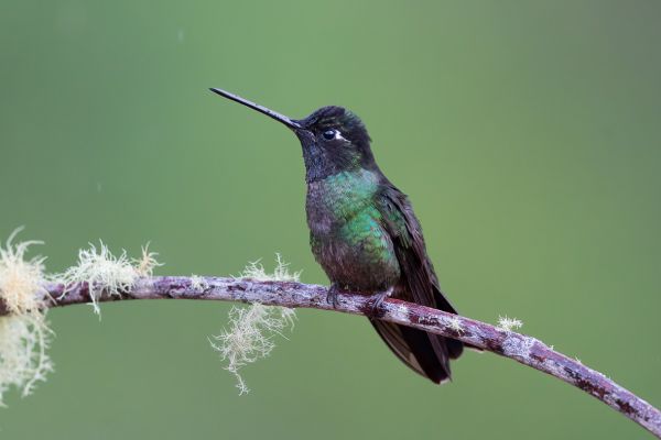 Groenvoorhoofdlancetkolibrie