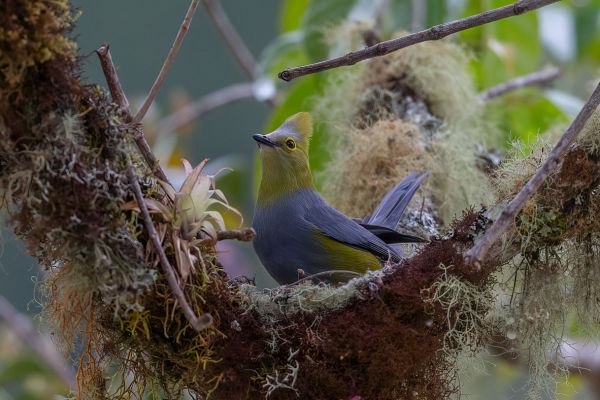 Langstaartzijdevliegenvanger