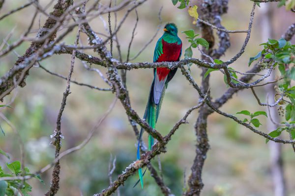 Quetzal