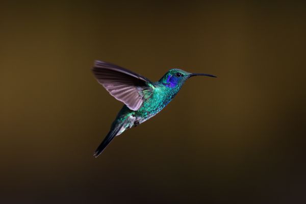 Groene Violetoorkolibrie