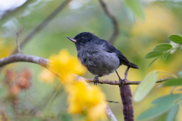 Leigrijze Berghoningkruiper