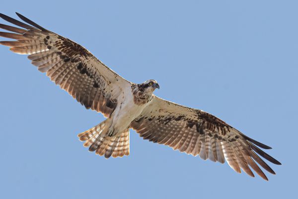 Osprey