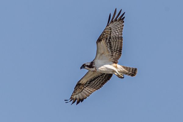 Osprey