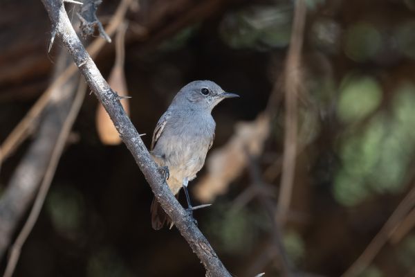 Small Whitethroat