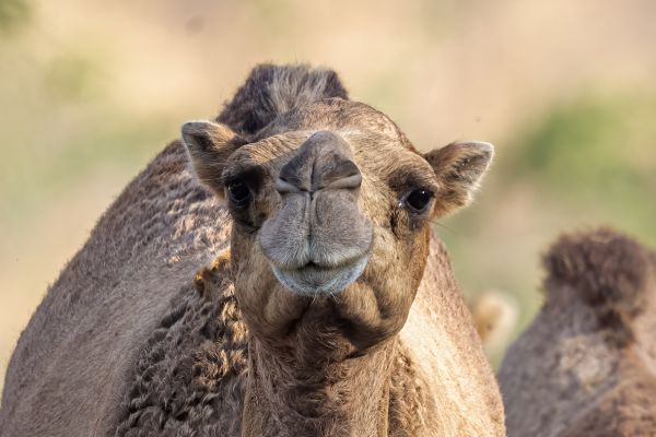 Dromedary