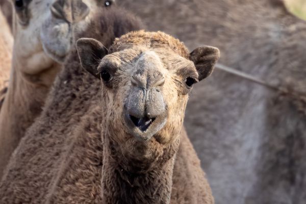 Dromedary