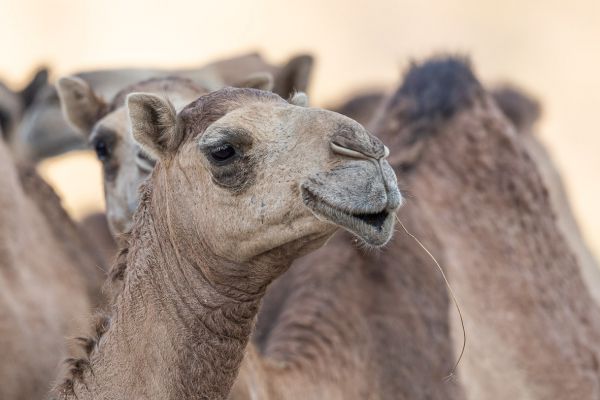 Dromedary