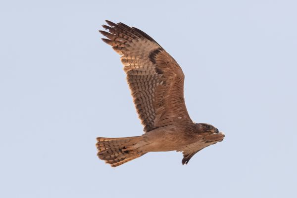 Bonelli's Eagle