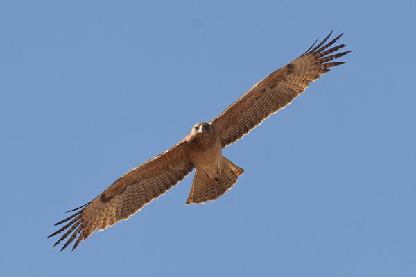 Bonelli's Eagle