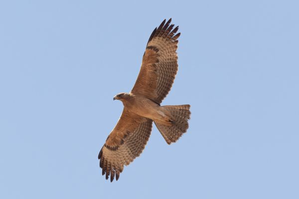 Bonelli's Eagle