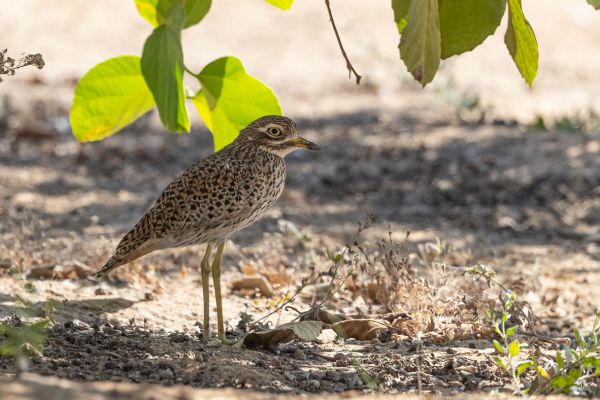 Spotted Thick-knee