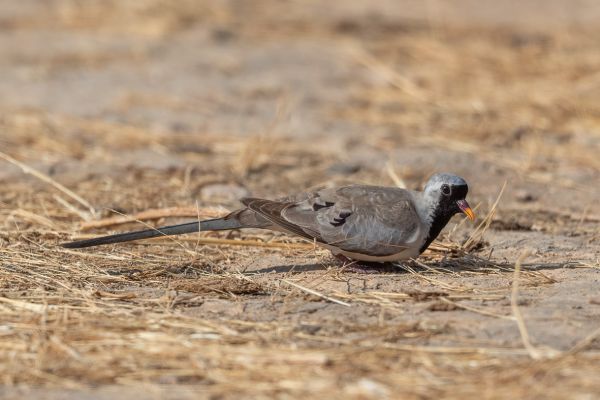Namaqua Dove