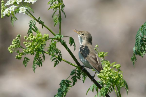Oostelijke Vale Spotvogel