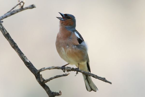 Vink
