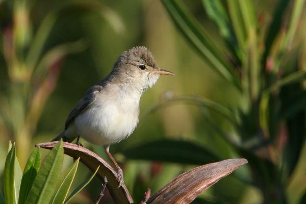 Oostelijke Vale Spotvogel