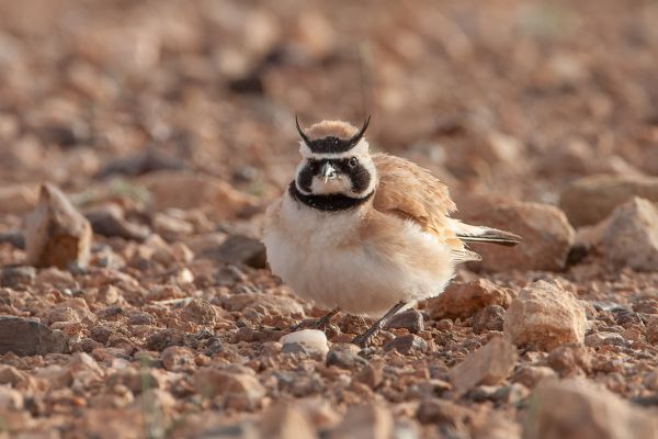 Temmincks Strandleeuwerik