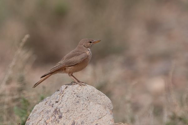Woestijnleeuwerik