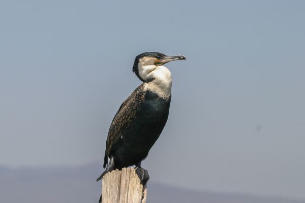 White-breasted Cormorant