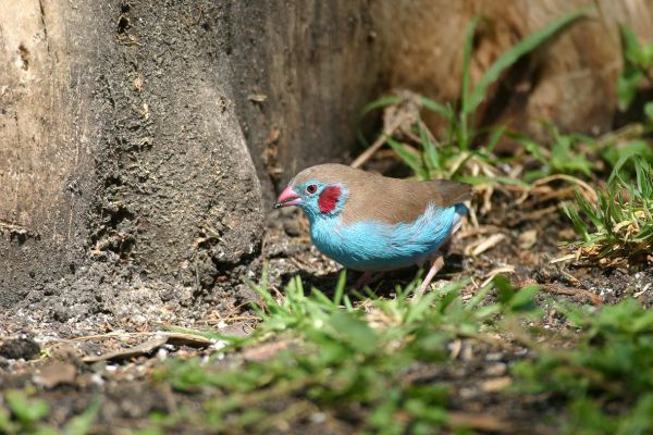 Red-cheeked Cordonbleu