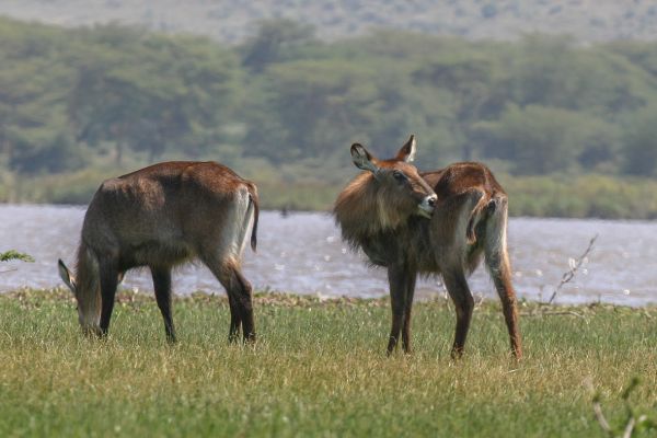 Waterbuck
