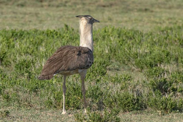 Kori Bustard