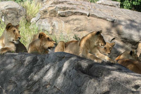 Lion family