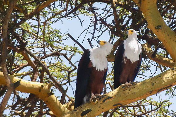 African Fish-Eagle