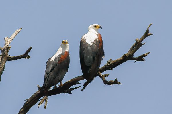 African Fish-Eagle