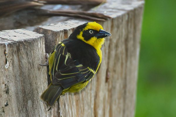 Baglafecht Weaver