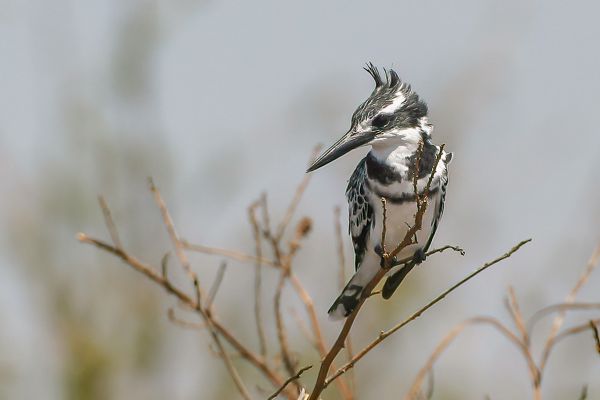 Pied Kingfisher 