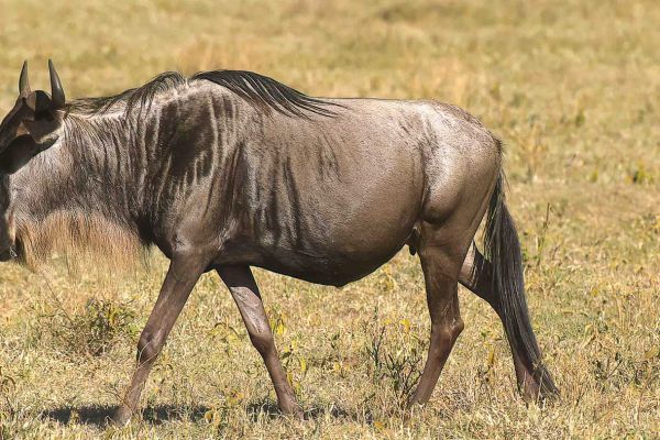 Common wildebeest