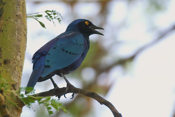 Greater Blue-eared Glossy-Starling