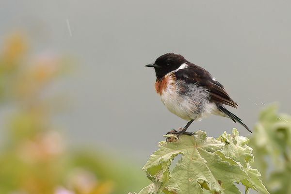 African Stonechat